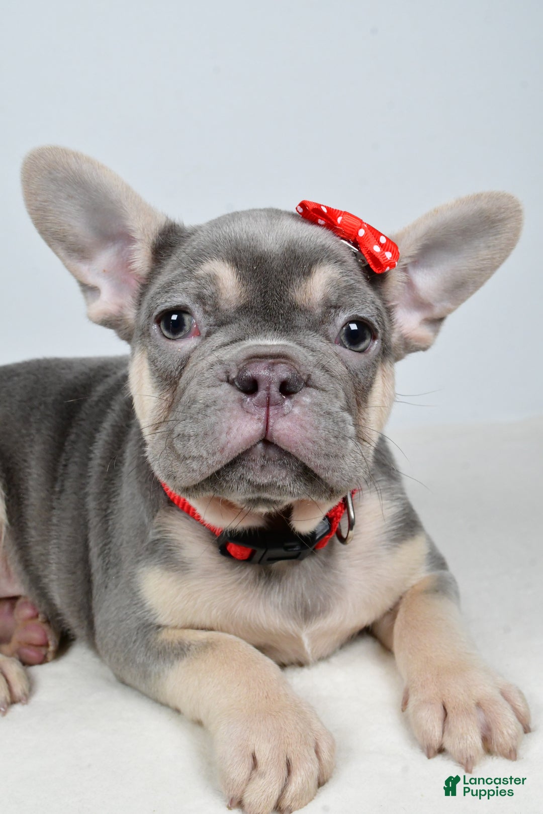 French Bulldog dogs for sale: Buddy  - Ad 2