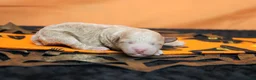 Havapoo dogs for sale: Aramis  - Ad 5