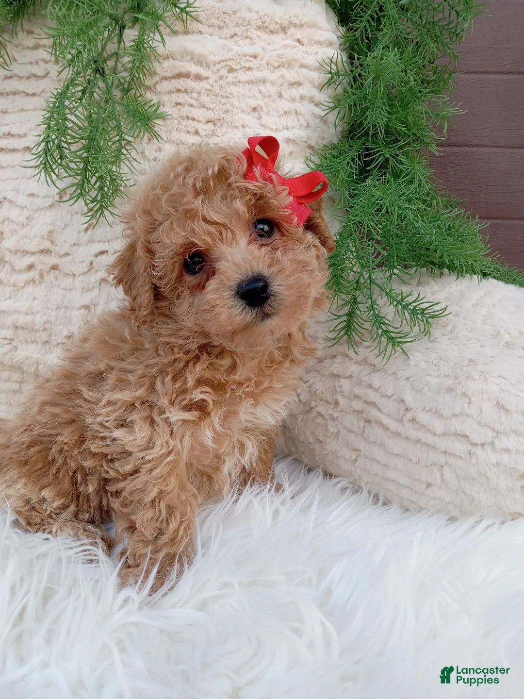 Bichpoo dogs for sale: Miles - Ad 4