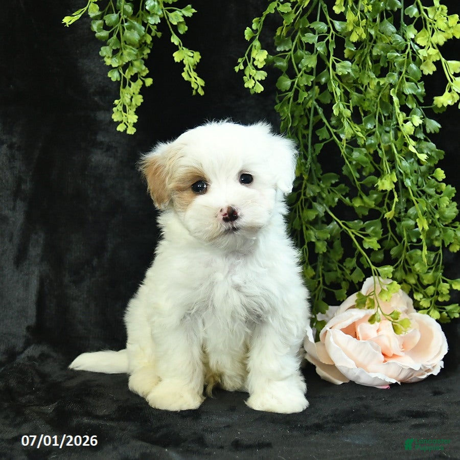 Maltipoo dogs Houston  - Ad 1