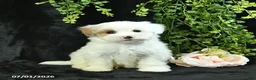 Maltipoo dogs for sale: Houston  - Ad 1