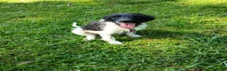 Labradoodle dogs for sale: Trucker - Ad 7