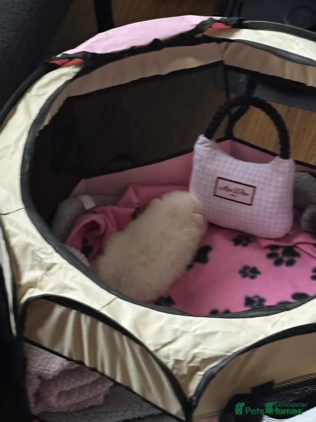 Pomeranian dogs for sale: Kayla - Ad 17