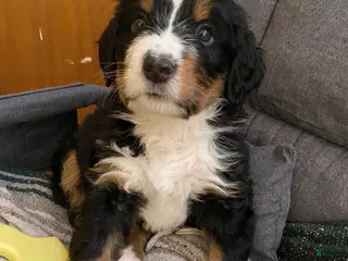 Bernedoodle dogs Bernedoodle Puppy 3 - Ad 29