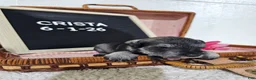 Miniature Schnauzer dogs for sale: Crista - Ad 8
