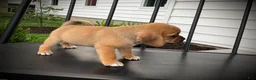 Puggle dogs for sale: Shiloh  - Ad 3