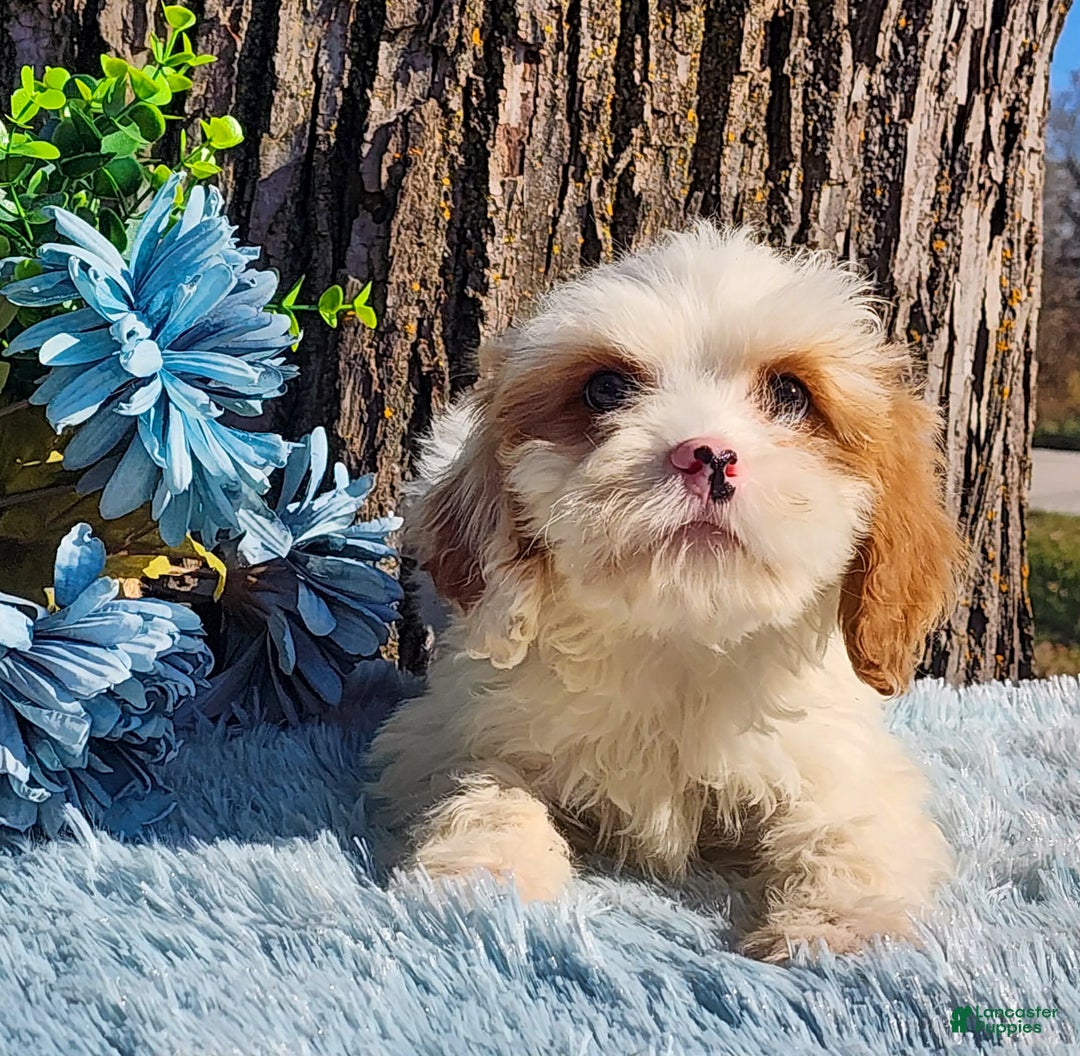 Cavapoo dogs for sale: Stanley - Ad 3