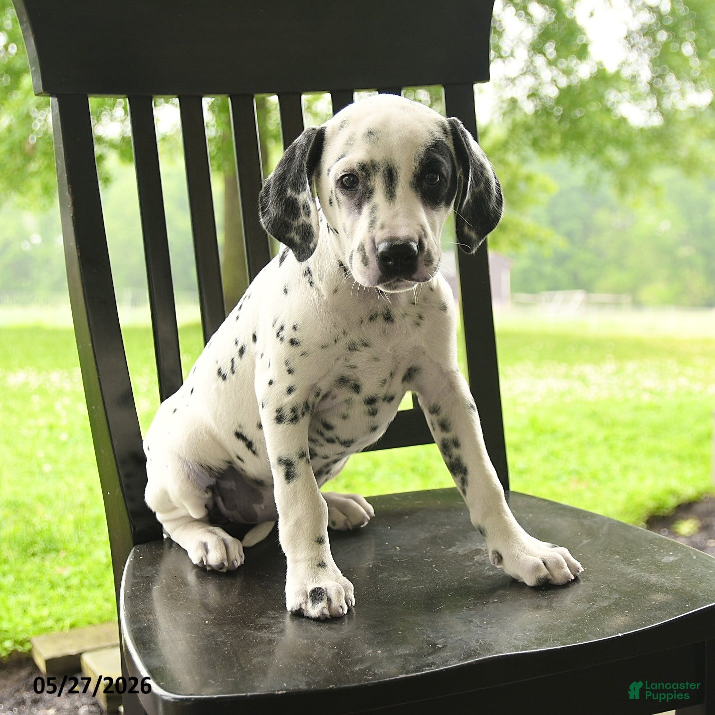 Dalmatian dogs Darla - Ad 2