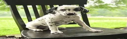 Dalmatian dogs for sale: Darla - Ad 2