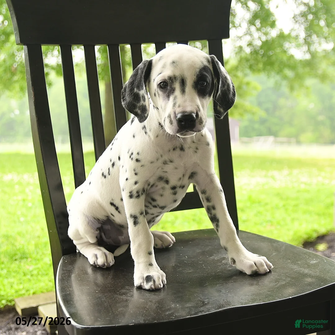 Dalmatian dogs for sale: Darla - Ad 2