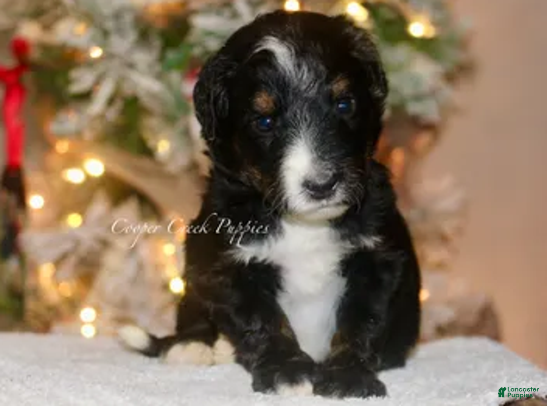 Bernedoodle dogs for sale: Ozzy - Ad 1