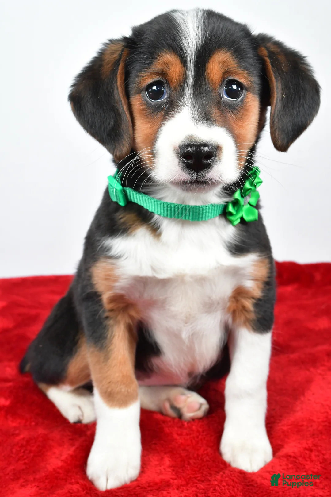 Mixed Breed dogs for sale: Tiffany - Ad 7