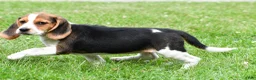 Beagle dogs for sale: Piper - Ad 13