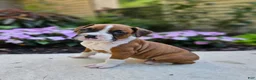 Boxer dogs for sale: Scout - Ad 2