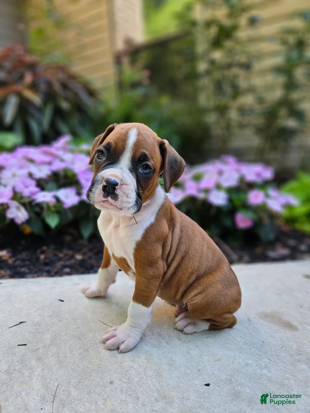 Boxer dogs for sale: Scout - Ad 2