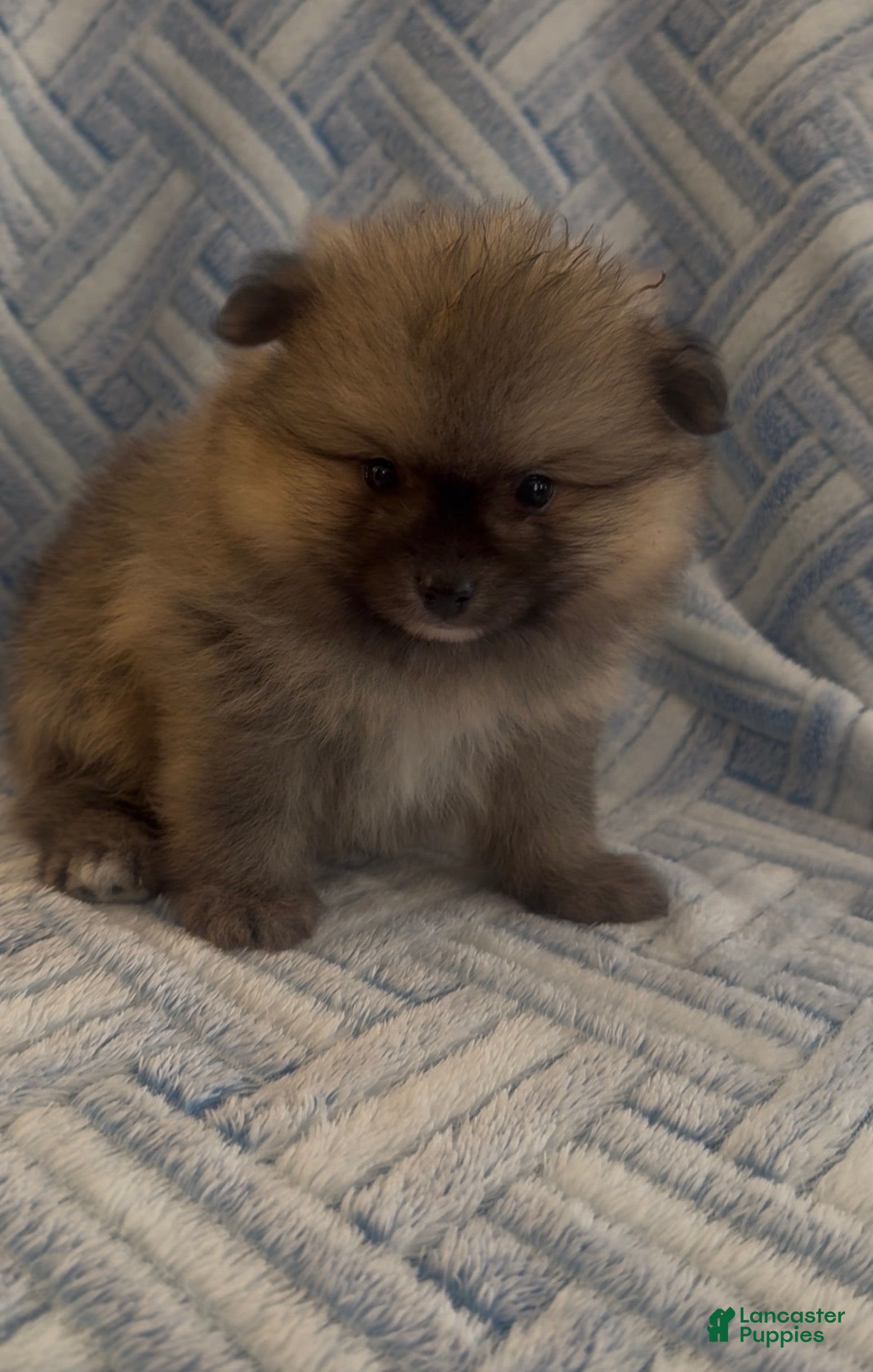 Pomeranian dogs Pomeranian 1 - Ad 2