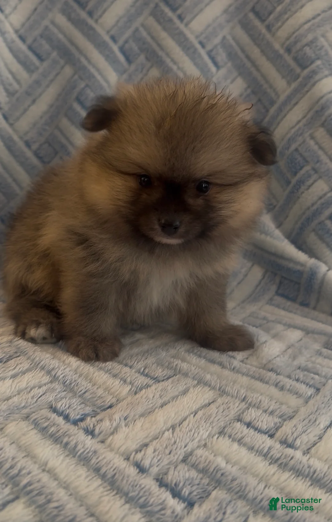Pomeranian dogs for sale: Pomeranian 1 - Ad 1