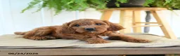 Cavapoo dogs for sale: Franklin - Ad 4