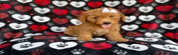 Mini Aussiedoodle dogs for sale: Olivia - Ad 1