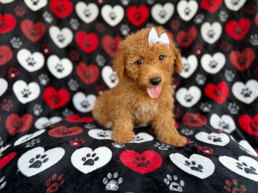 Mini Aussiedoodle dogs for sale: Olivia - Ad 1