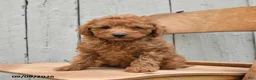 Miniature Poodle dogs for sale: Sawyer - Ad 4