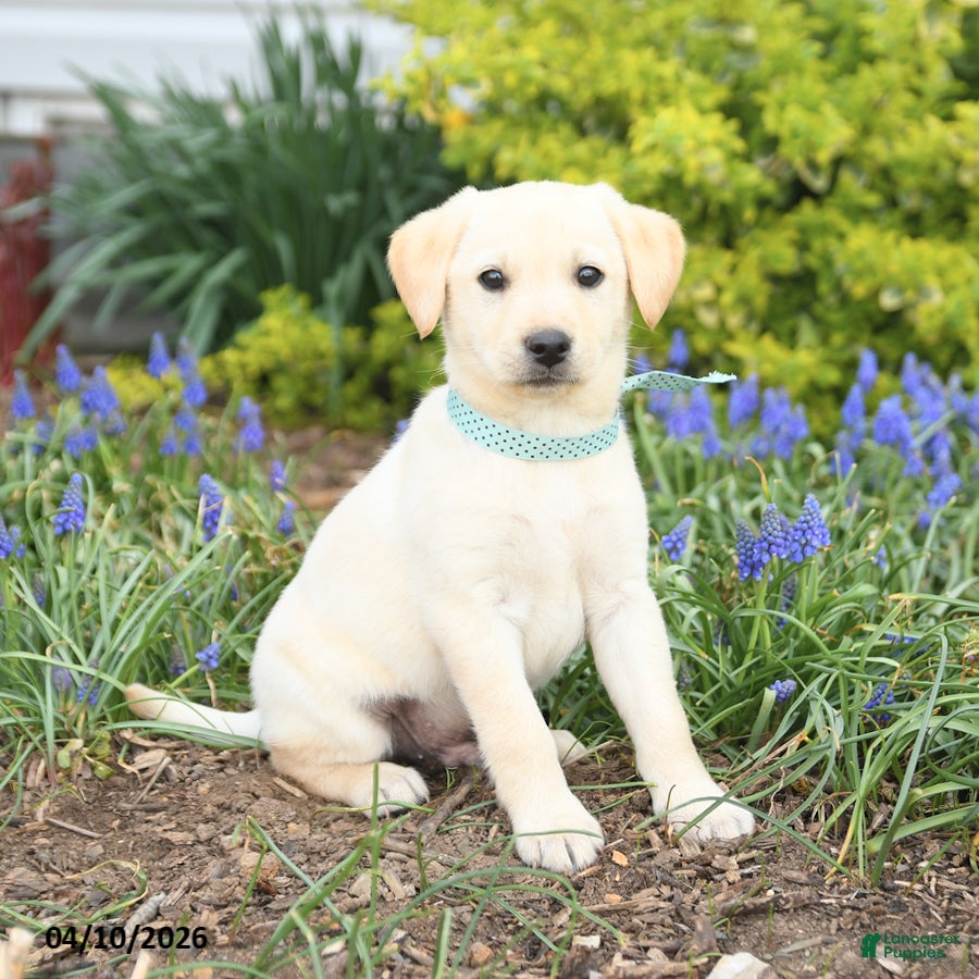 Mixed Breed dogs Canyon - Ad 1