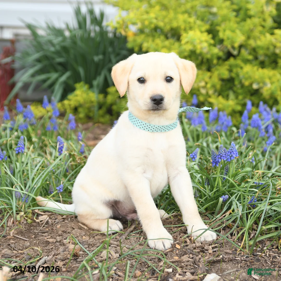 Mixed Breed dogs for sale: Canyon - Ad 1