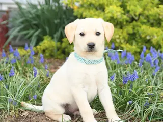 Mixed Breed dogs for sale: Canyon - Ad 1