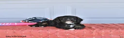Mixed Breed dogs for sale: Rover - Ad 3