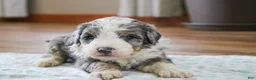 Mini Bernedoodle dogs for sale: Prince - Ad 4
