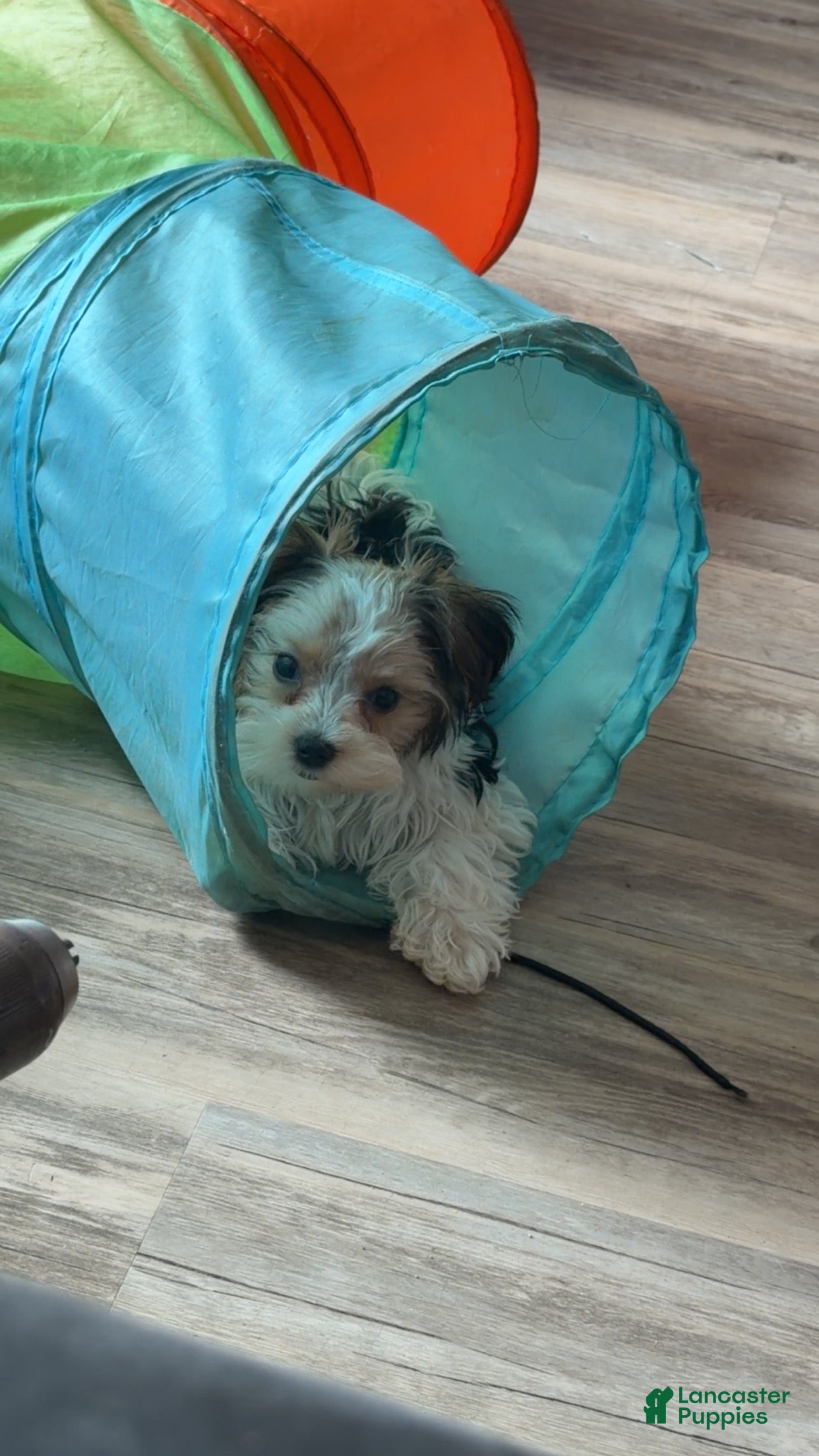 Yorkshire Terrier dogs Oreo  - Ad 1
