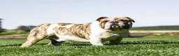 Olde English Bulldogge dogs for sale: Sally - Ad 7