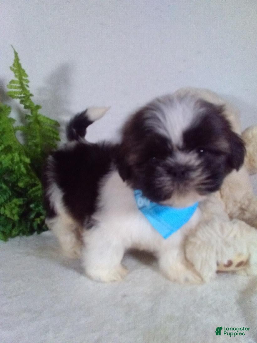 Shih Tzu dogs Cash - Ad 1
