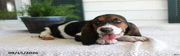 Basset Hound dogs for sale: Champ - Ad 3