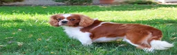 Cavalier King Charles Spaniel dogs for sale: Rambo  - Ad 2