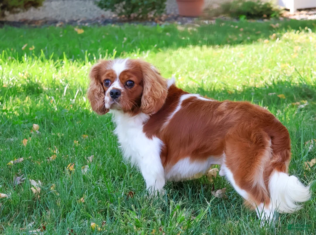 Cavalier King Charles Spaniel dogs for sale: Rambo  - Ad 2