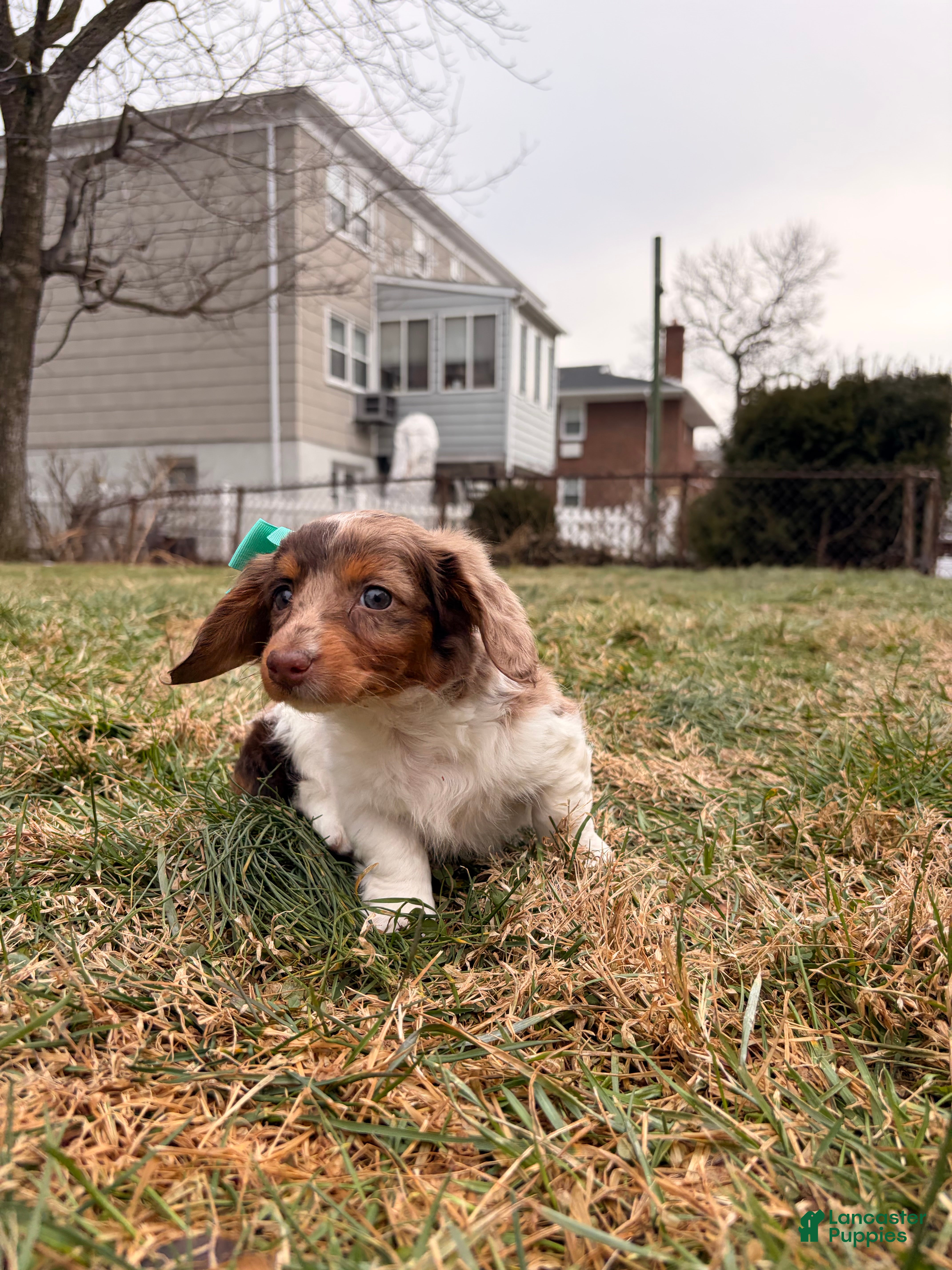Miniature Dachshund dogs Keke - Ad 2