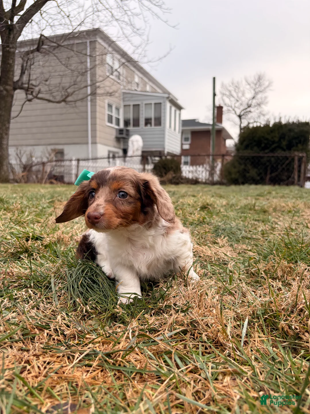 Miniature Dachshund dogs for sale: Keke - Ad 2