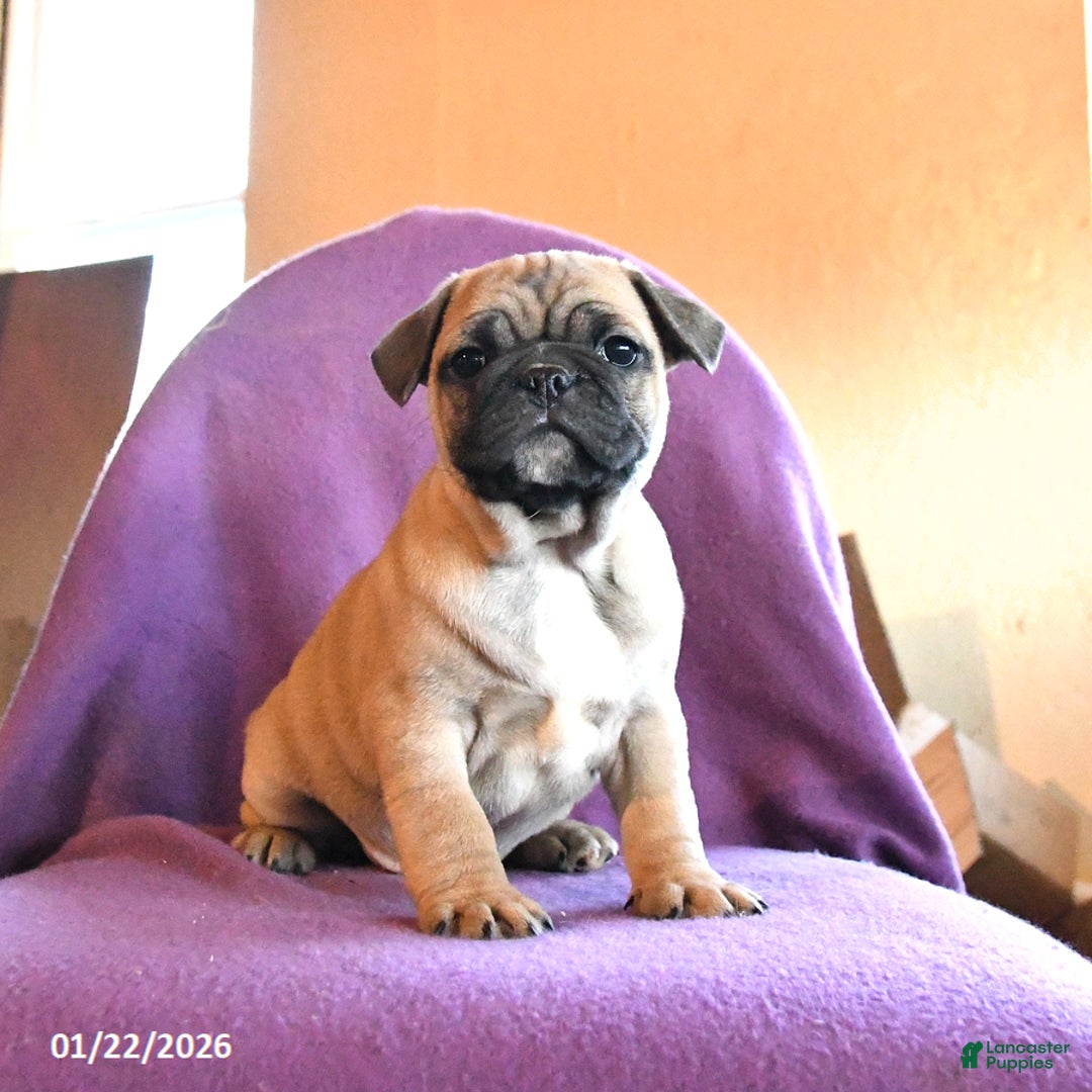 Frug dogs for sale: Titan - Ad 5