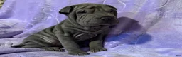 Shar Pei dogs for sale: Aurora - Ad 2