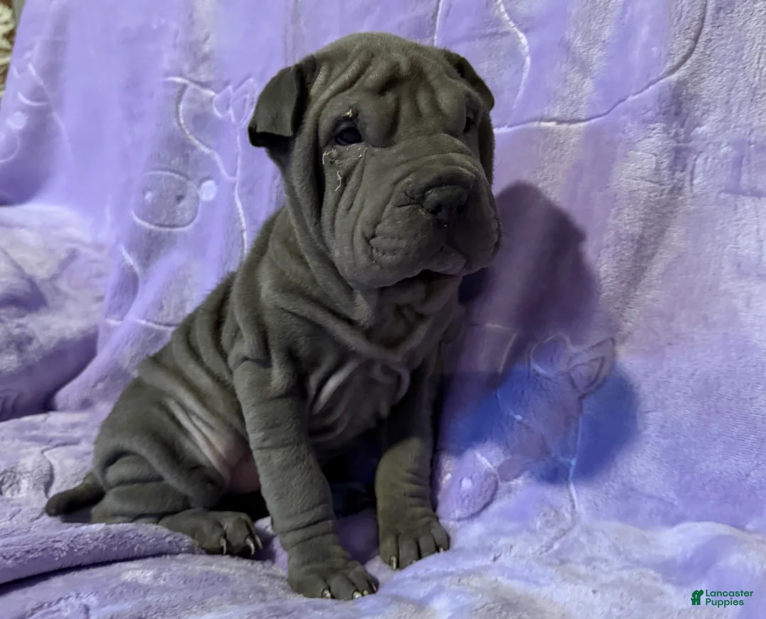 Shar Pei dogs for sale: Aurora - Ad 2