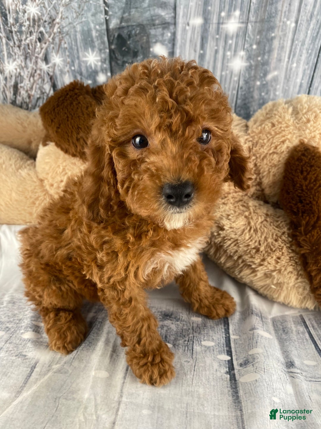 Miniature Poodle dogs for sale: Harley - Ad 1