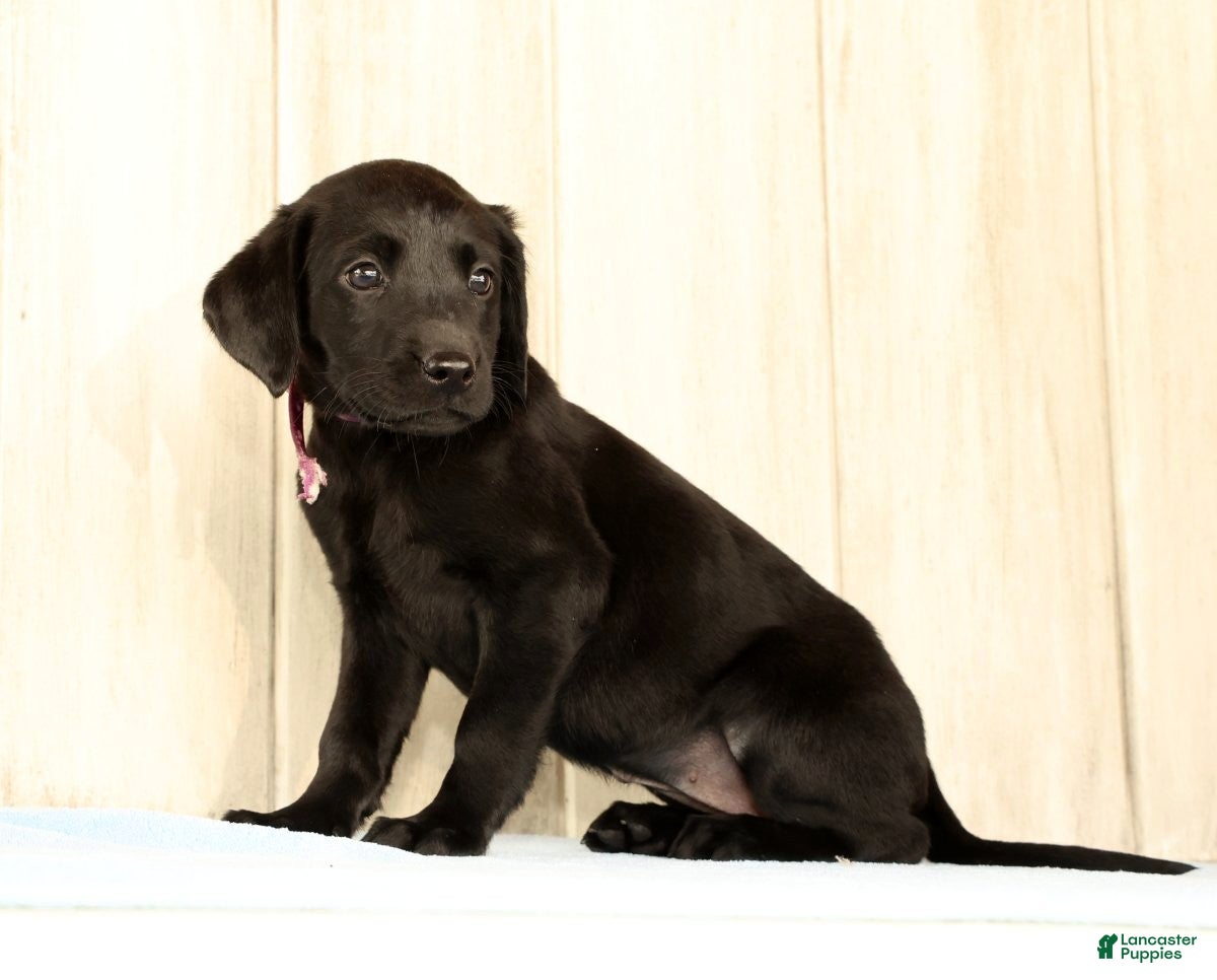 Labrador Retriever dogs Bravely - Ad 2
