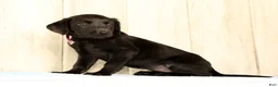 Labrador Retriever dogs for sale: Bravely - Ad 2