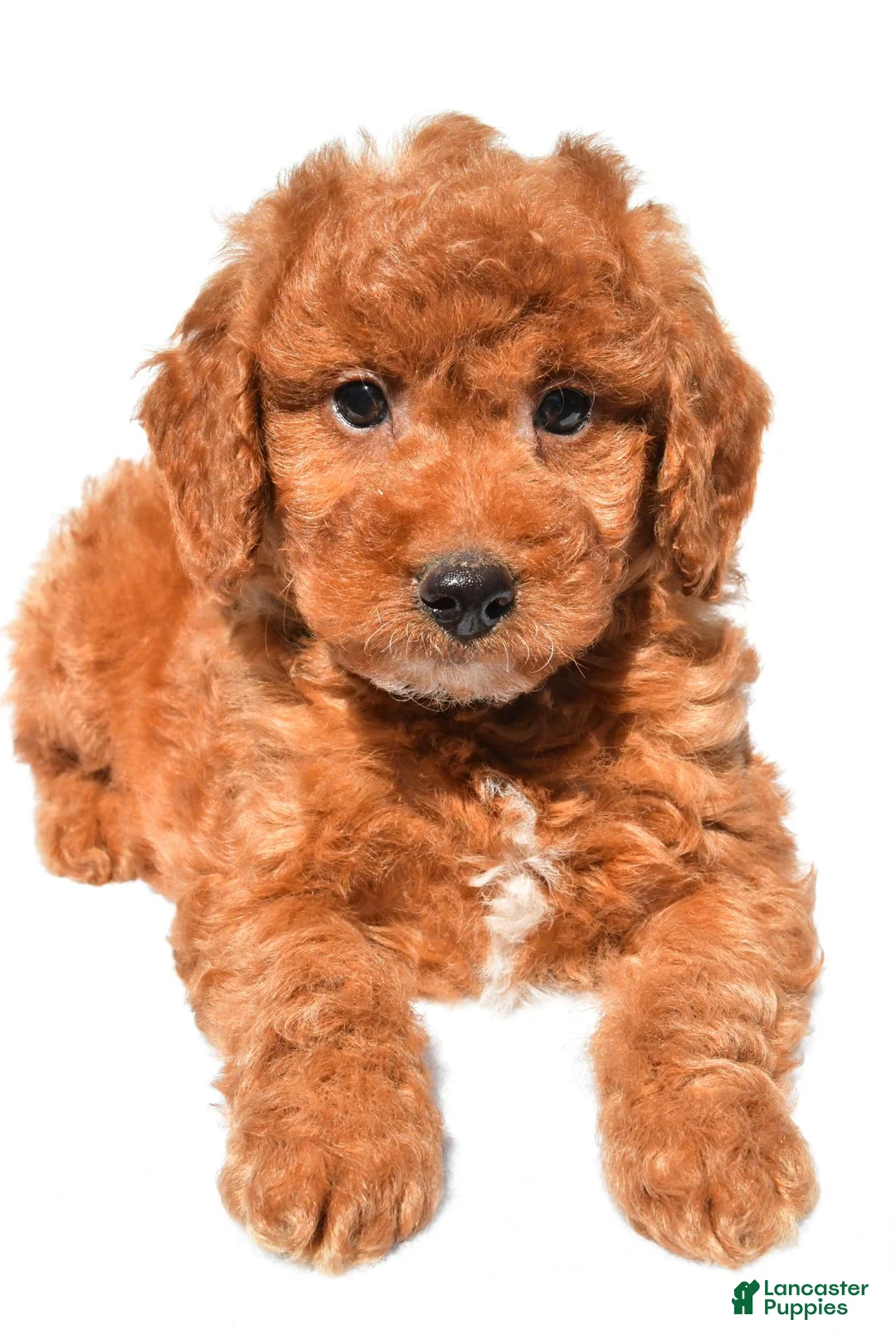 Mini Goldendoodle dogs for sale: Chester - Ad 1