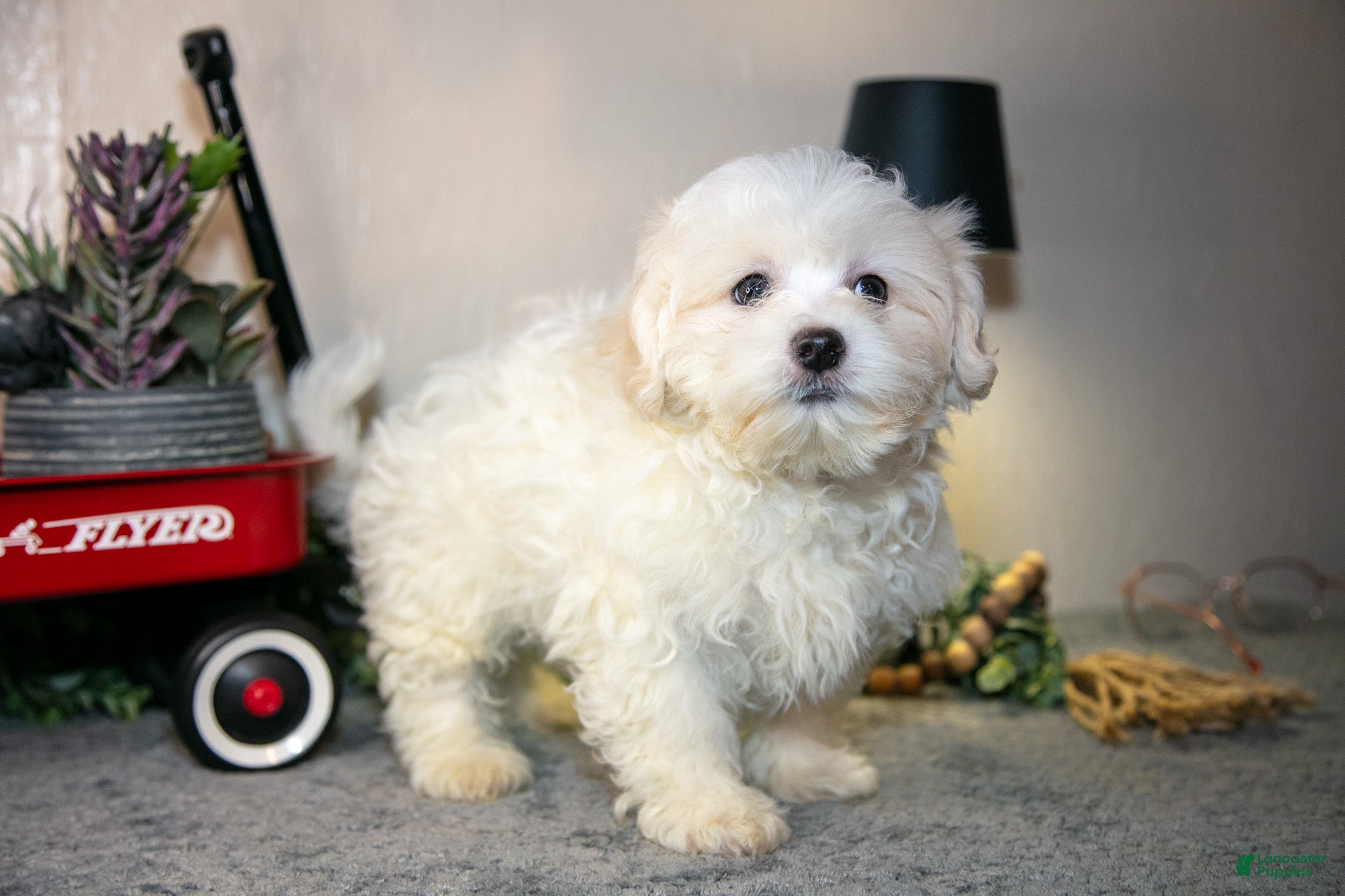 Teddy Bear dogs Victor - Ad 2