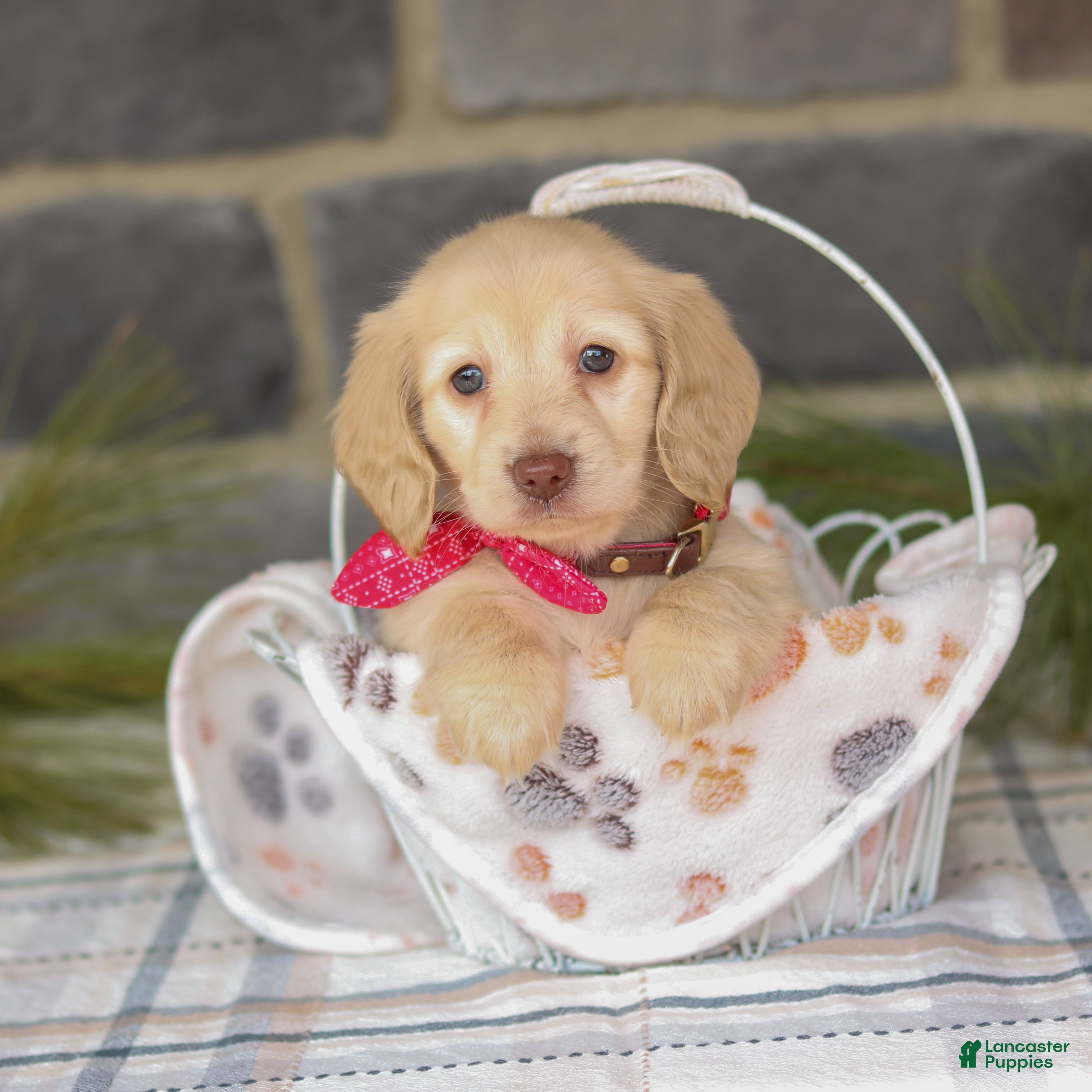 Miniature Dachshund dogs Becky - Ad 1