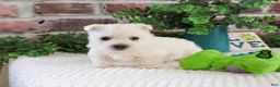 West Highland Terrier dogs for sale: Lance  - Ad 5