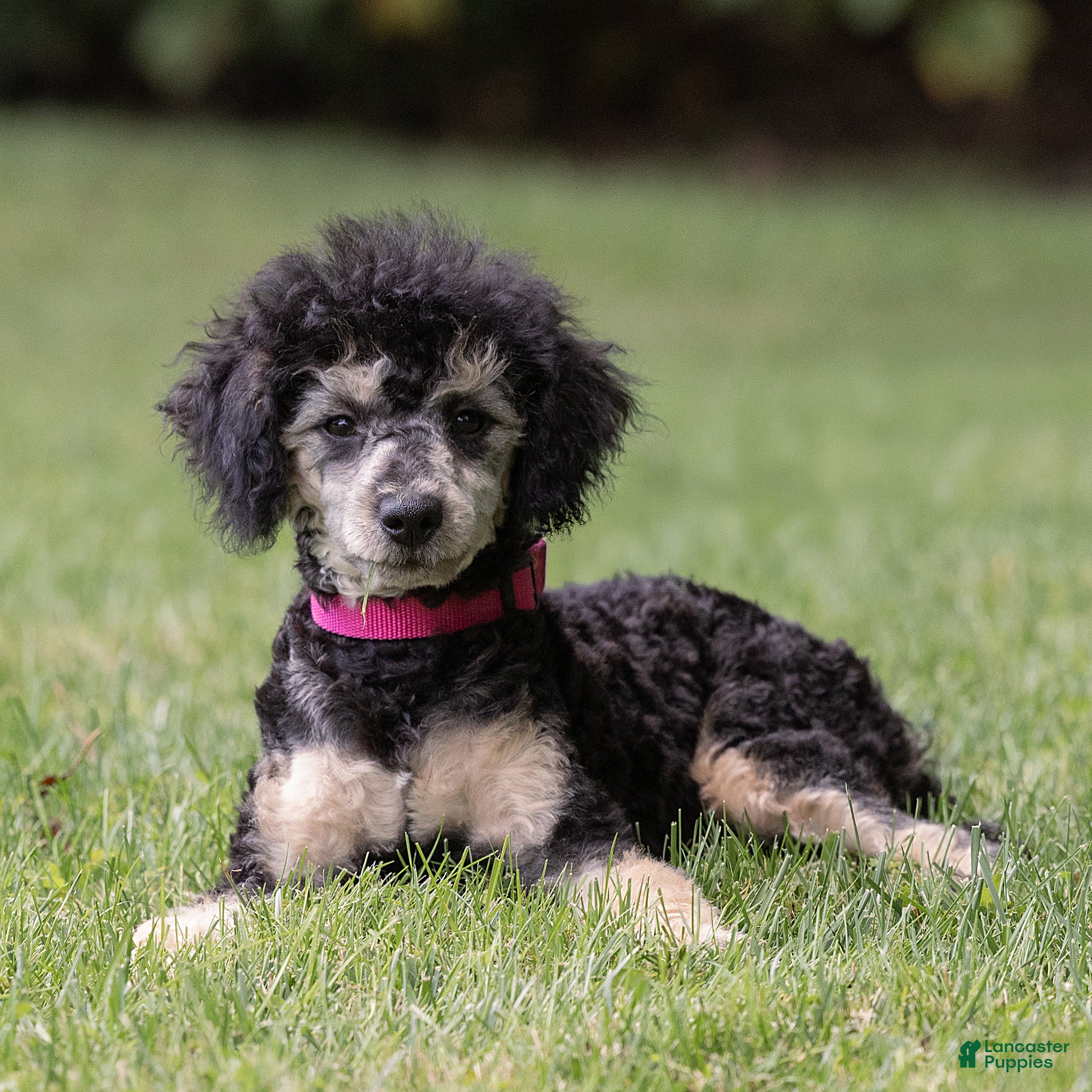 Miniature Poodle dogs Misty Miniature Poodle  - Ad 1