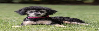 Misty Miniature Poodle 